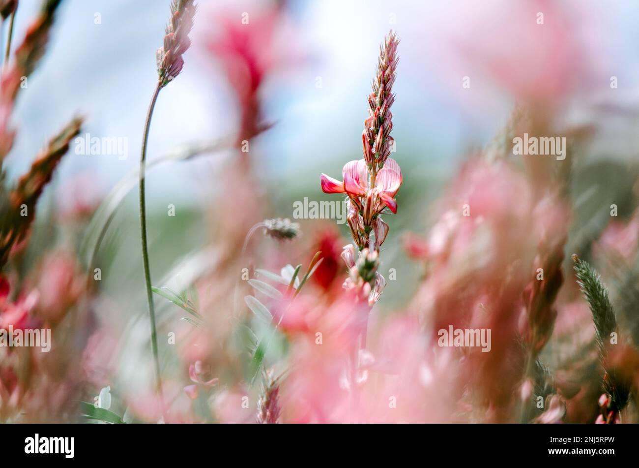 Selektive Nahaufnahme der Esparinblüte auf dem Feld Stockfoto