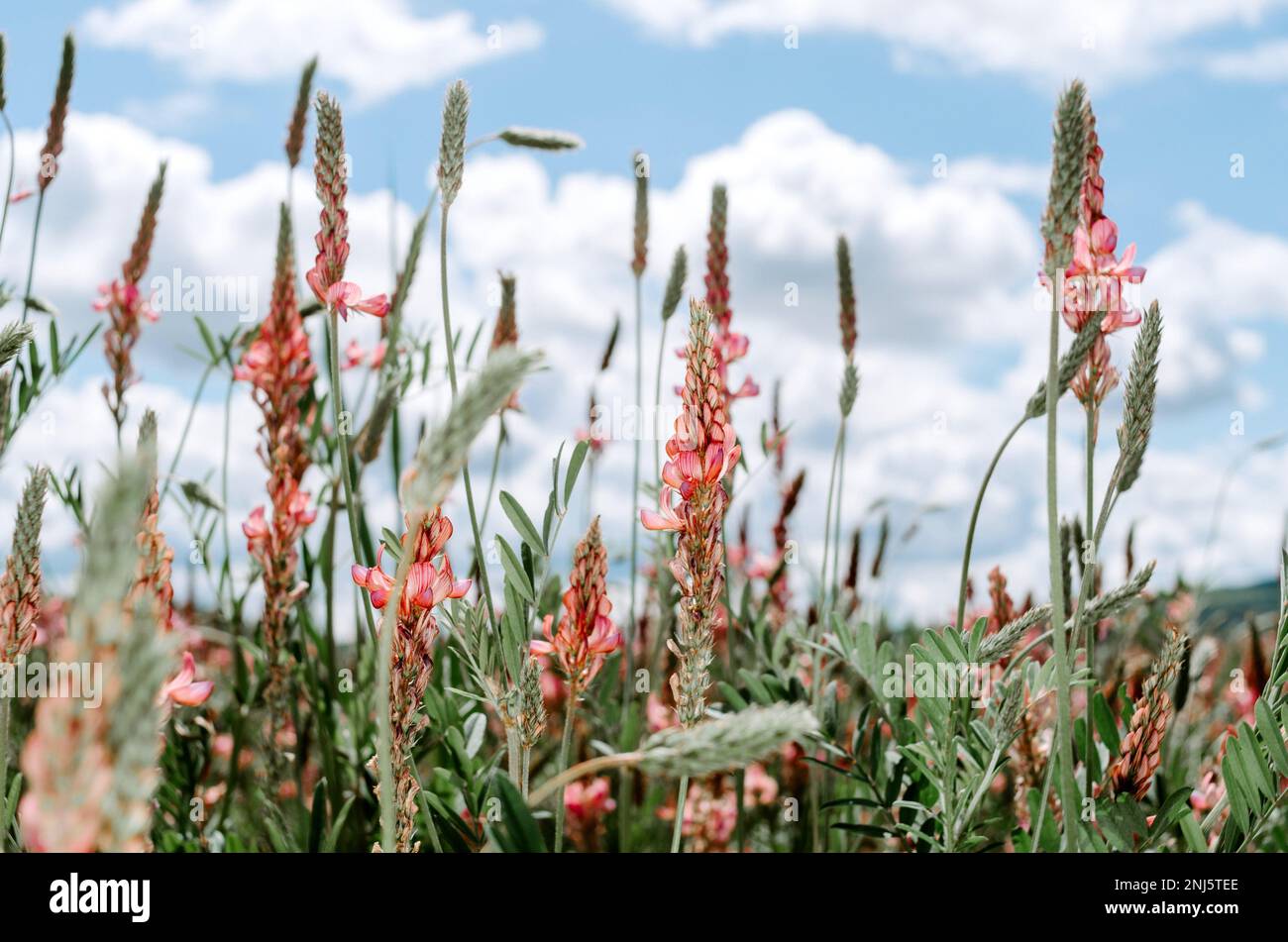Selektive Nahaufnahme der Esparinblüte auf dem Feld Stockfoto
