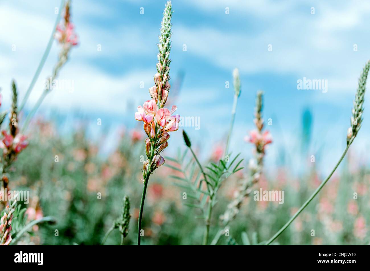 Selektive Nahaufnahme der Esparinblüte auf dem Feld Stockfoto