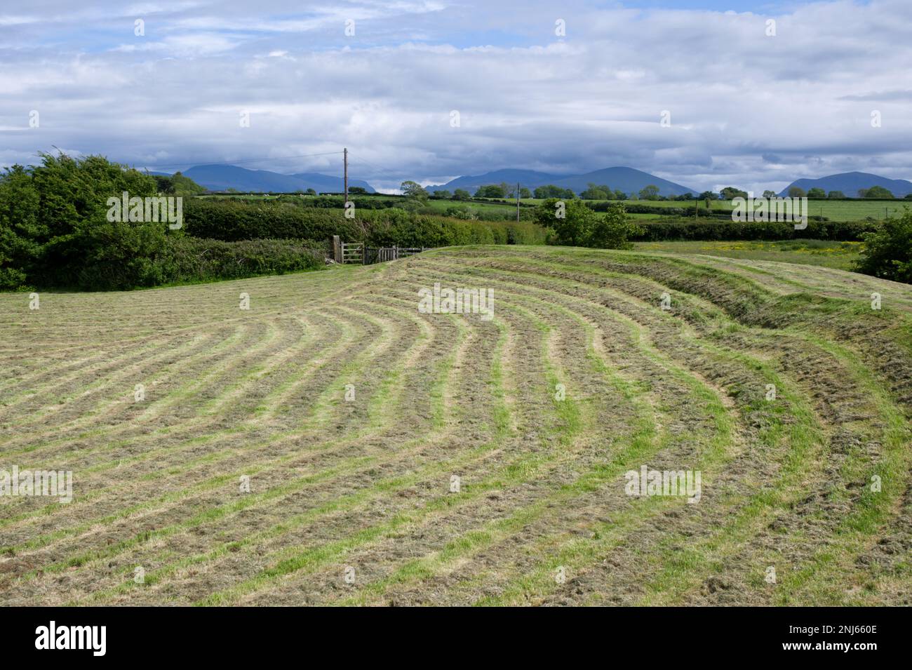 Gemähtes Gras auf der prähistorischen Burg bryn gwyn in Anglesey Wales UK im Mai Stockfoto