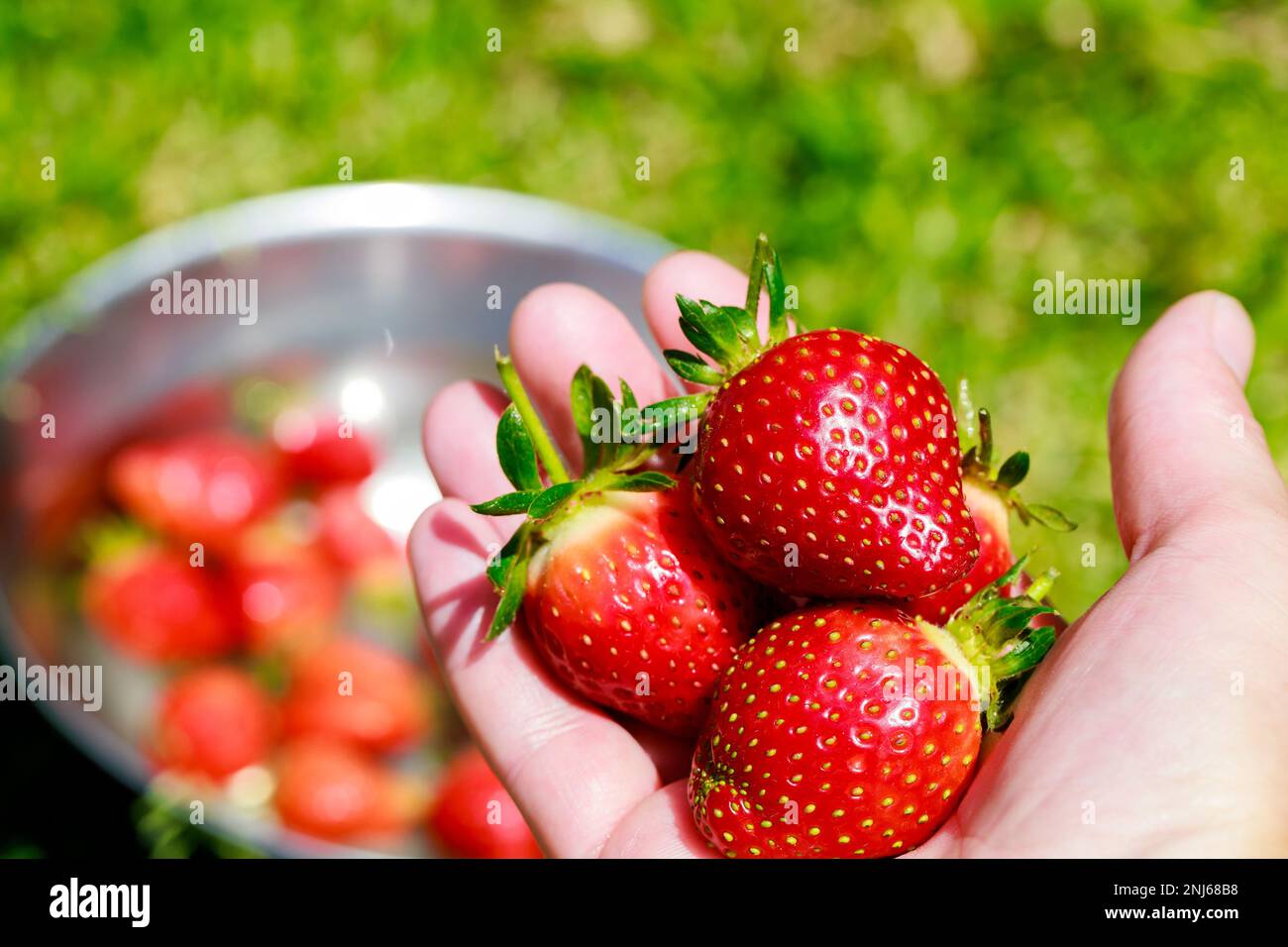Eine Frau mit großen roten und reifen Erdbeeren. Stockfoto