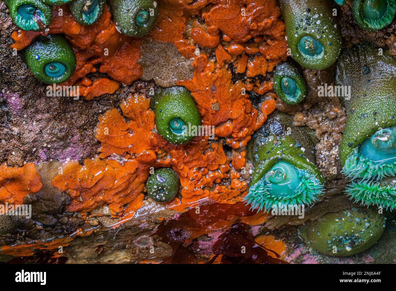 Giant Green Anemones und Pacific Sea Pork am Point of Arches im Olympic National Park, Washington State, USA Stockfoto