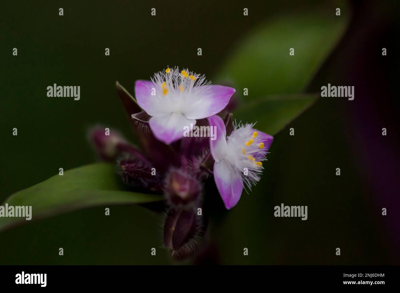 Foto einer Blume der Cyanotis fasciculata Stockfoto