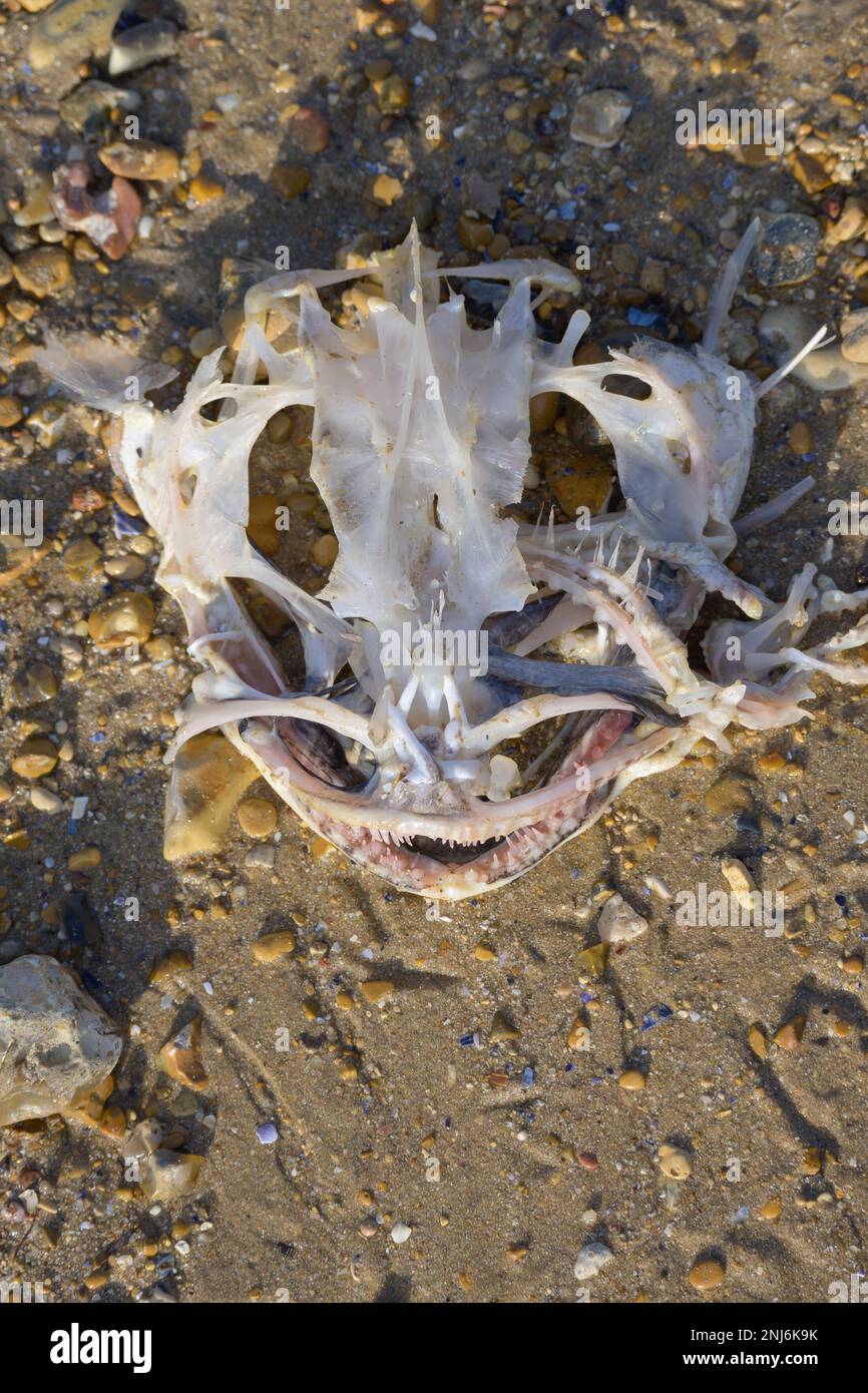 Fischskelett am Strand. Seeteufel/Seeteufel. Whitstable, Kent, England, Großbritannien. Februar Stockfoto