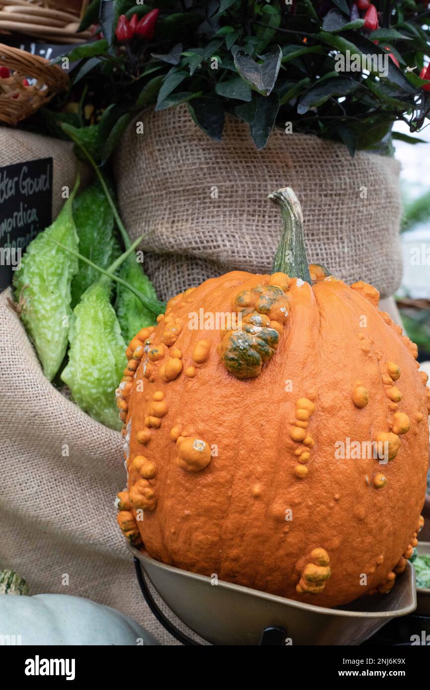 Eine Ausstellung mit Kürbis, Kürbissen und Chilischoten in Säcken bei der Chelsea Flower Show in London. Die Hauptfarben sind Orange, Grün und Rot. Stockfoto