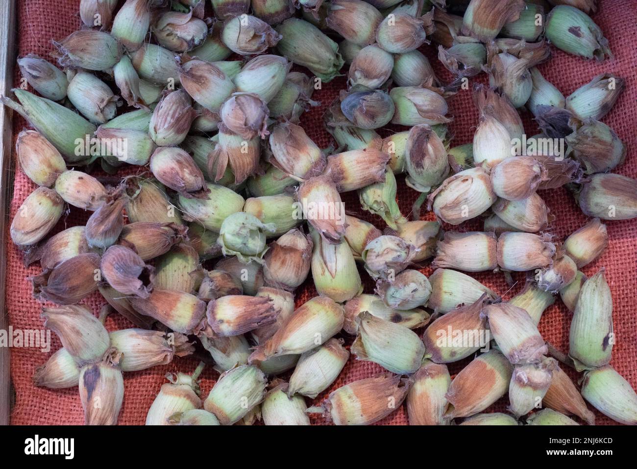 Cobb-Nüsse auf rotem hessischen Hintergrund. Stockfoto