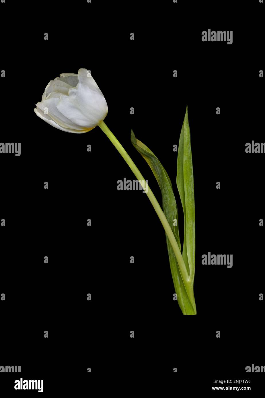 Bild einer wunderschönen blühenden weißen Tulpenblume auf schwarzem Hintergrund Stockfoto