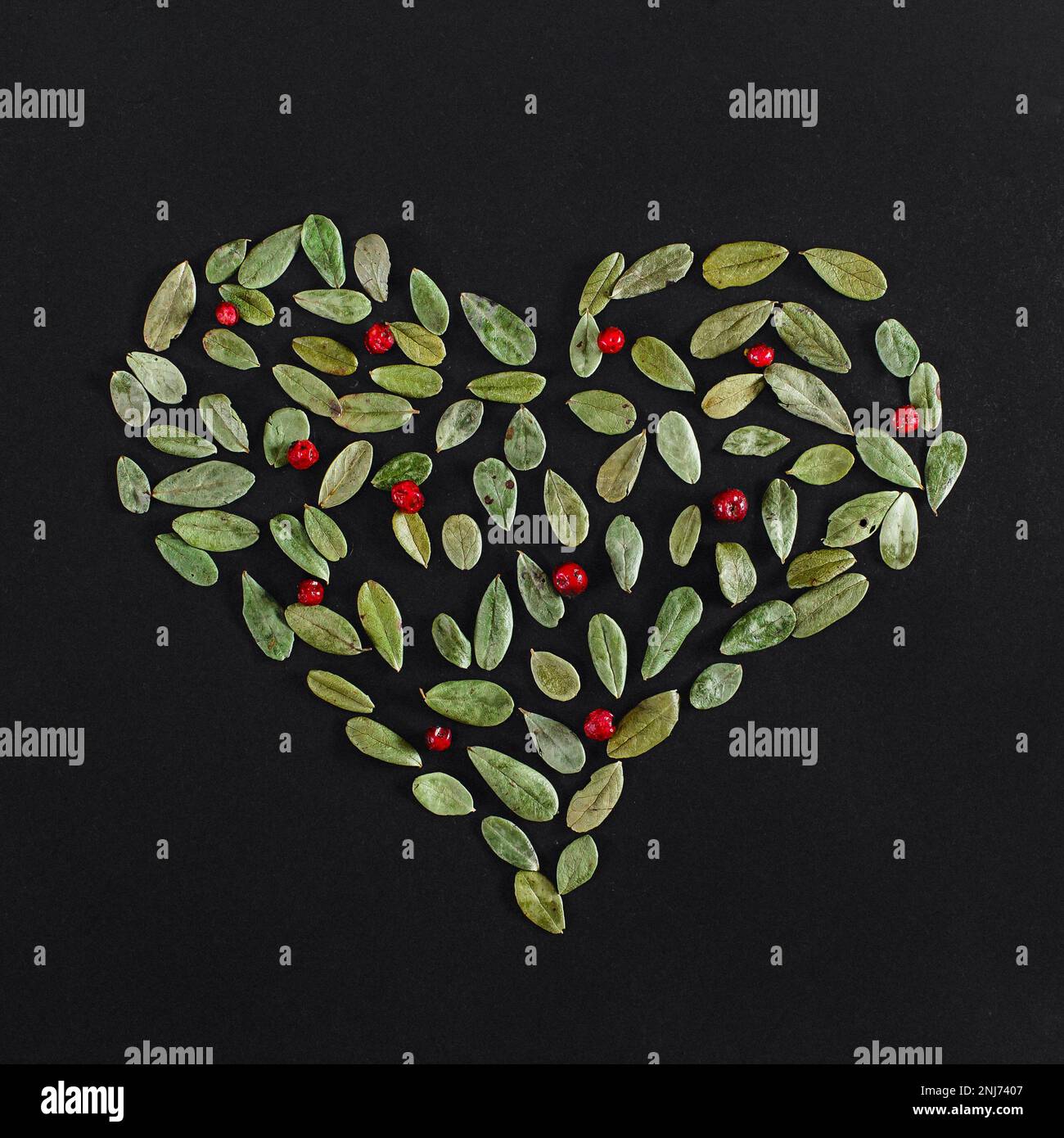 Die Lingonberry verlässt das Herzformmuster isoliert auf schwarzem Hintergrund in der Nahaufnahme. Flacher Laienmockup mit Blumenmuster. Stockfoto