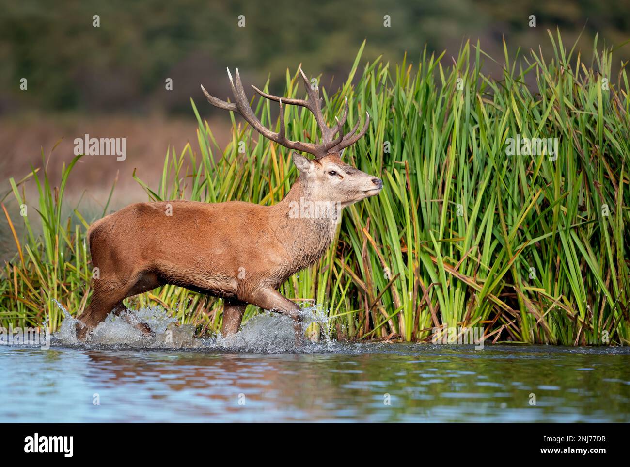 Nahaufnahme eines Rotwild-Hirsches im Wasser während der Wetzsaison, Großbritannien. Stockfoto