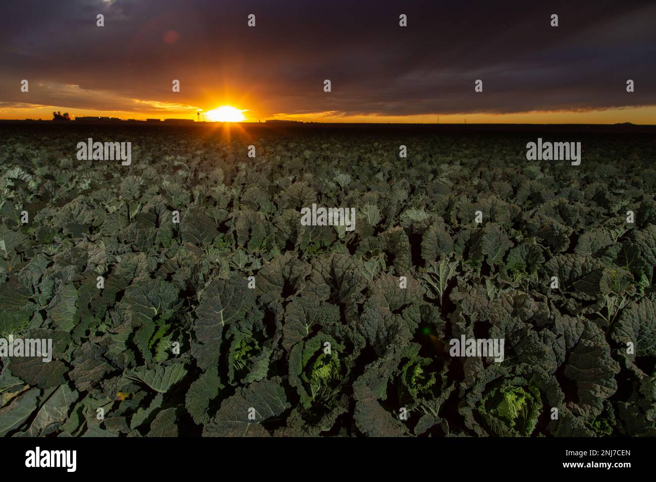 Sonnenuntergang über dem Salat Stockfoto