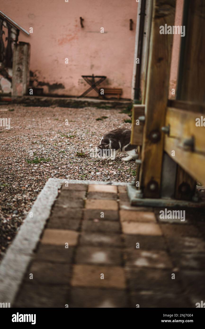 Katze mit weißem und grauem Fell zeigt nach unten, während sie im Freien spaziert Stockfoto