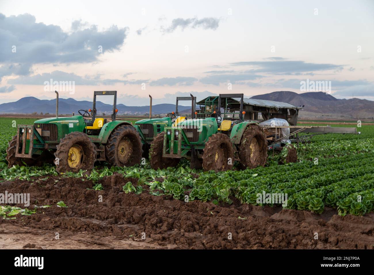 Landwirtschaft in Yuma Az Stockfoto