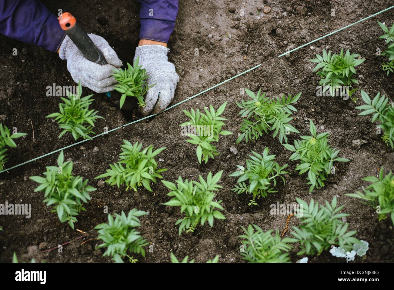 Gärtner kreiert ein Landschaftsdesign, indem er Blumensprossen in Blumenbeete pflanzt. Landschaftsgestaltung der stadtgezüchteten Blütenkeimlinge. Das Improvisationskonzept Stockfoto