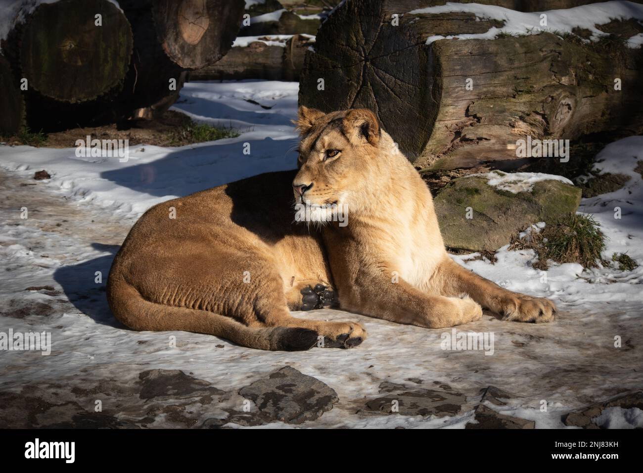 Löwin liegt auf Schnee im Zoo. Weibliche Panthera Leo vor dem Winterzoologischen Garten. Stockfoto