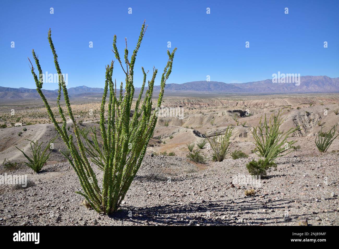 Ocotillo (Fouquieria splendens) in Borrego Springs, Kalifornien, in der Anza-Borrego-Wüste. Stockfoto
