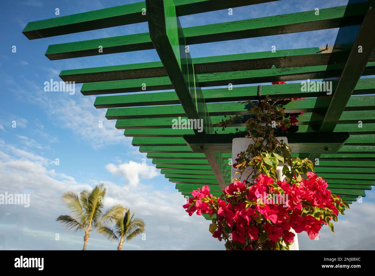 Atemberaubende Vorstellung des blühenden Bougainvillea im Wintersonnenziel Teneriffa. Natürliches Pflanzenporträt aus der Nähe Stockfoto