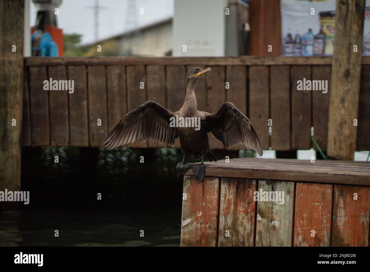 Ein Vogel auf einem Dock, der seine Flügel zeigt Stockfoto