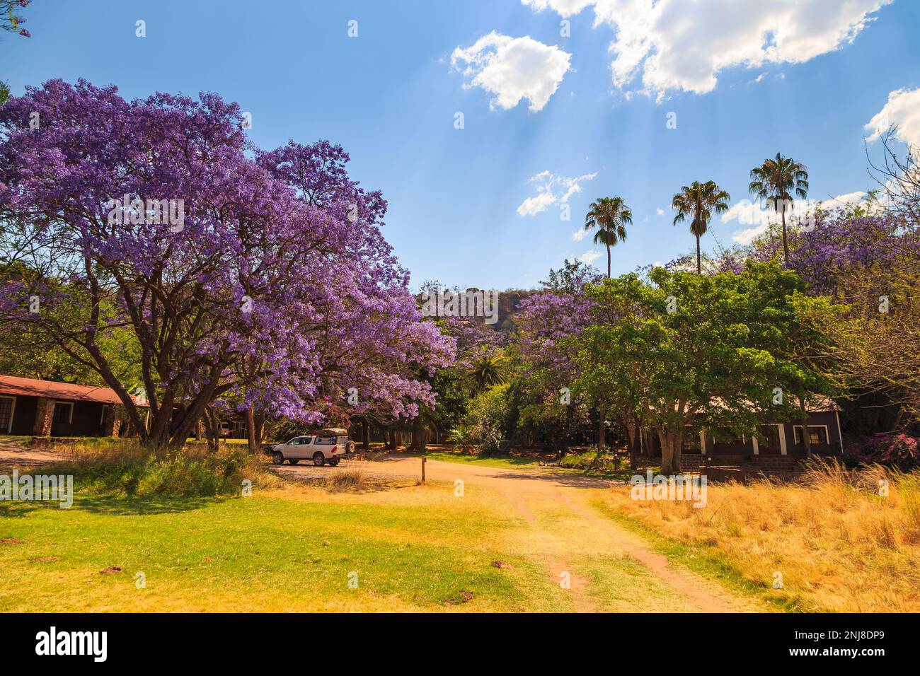 Wunderschöne lila Blumen auf dem Baum. Waterberg Plateau National Park, Kalahari, Otjiwarongo, Namibia, Afrika. Wunderschöne afrikanische Landschaft. Felsforma Stockfoto