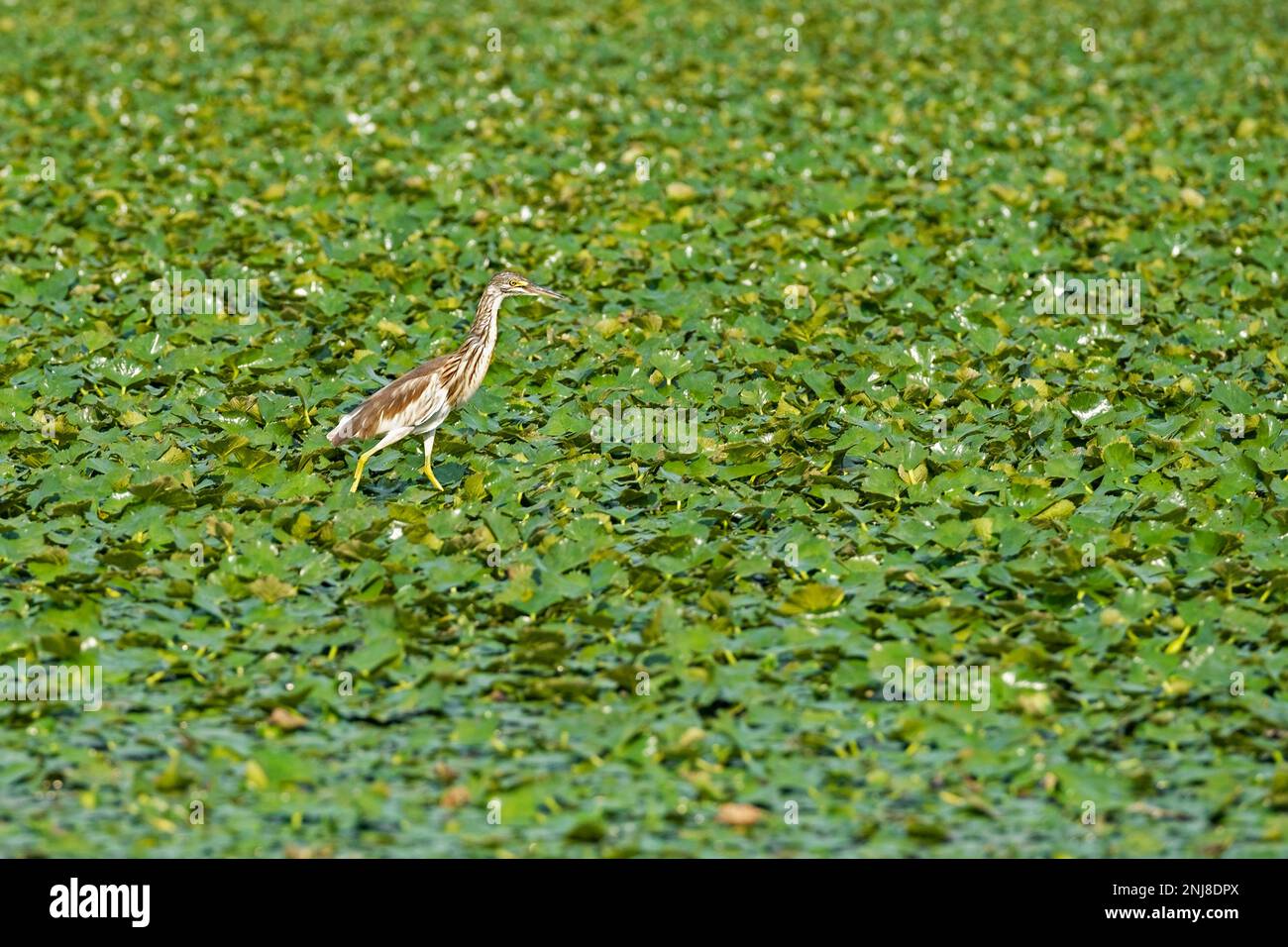 Squacco heron (Ardeola ralloides) in Skadar See / Scutari See / Shkodër See, Skadarsko Jezero Nationalpark, Crmnica Region, Bar, Montenegro Stockfoto