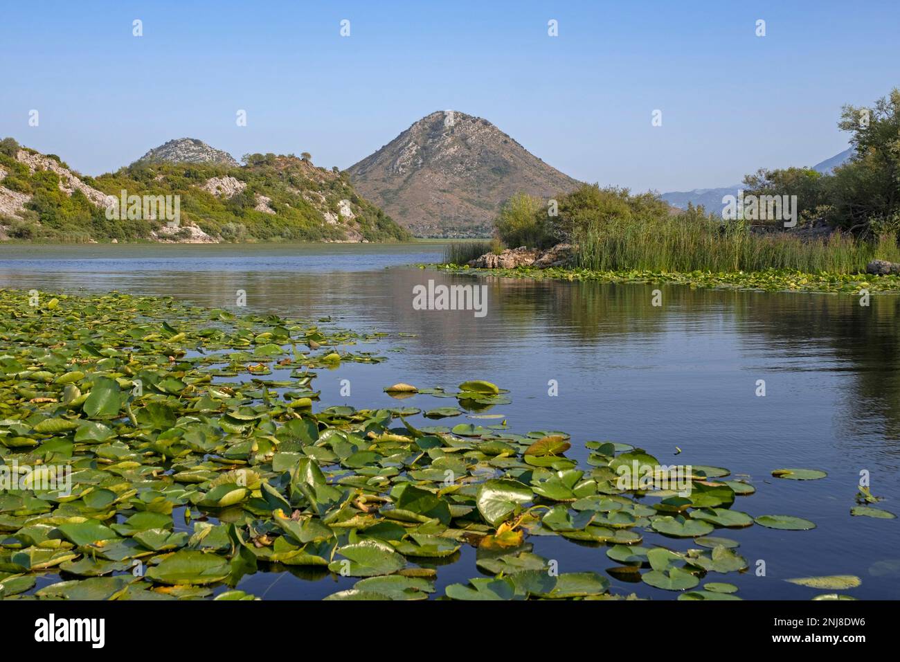 Wasserlilien / Wasserlienblätter in Skadar See / Scutari See / Shkodër See, Skadarsko Jezero Nationalpark, Crmnica Region, Bar, Montenegro Stockfoto