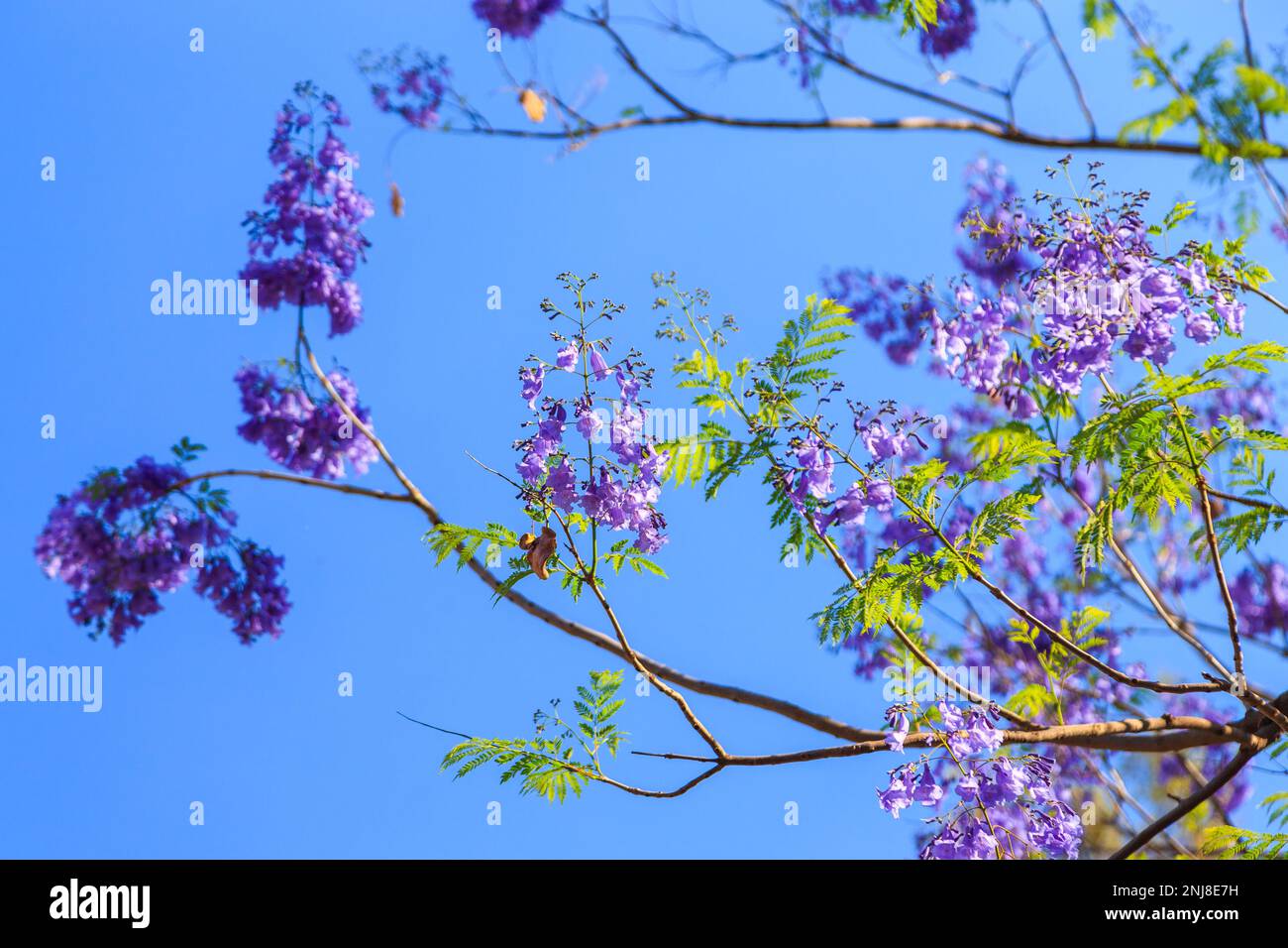 Wunderschöne lila Blumen auf dem Baum. Waterberg Plateau National Park, Kalahari, Otjiwarongo, Namibia, Afrika. Wunderschöne afrikanische Landschaft. Felsforma Stockfoto