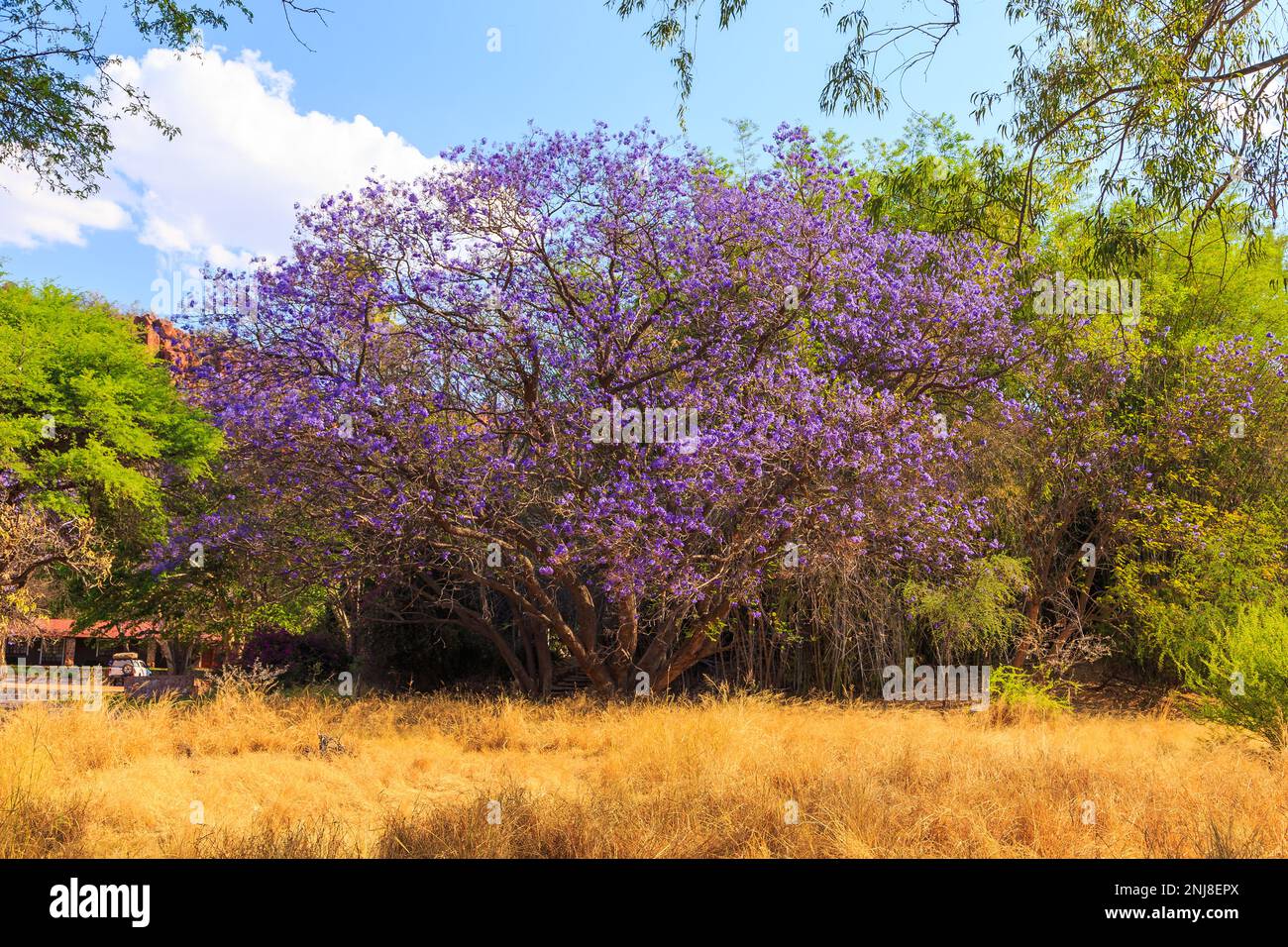 Wunderschöne lila Blumen auf dem Baum. Waterberg Plateau National Park, Kalahari, Otjiwarongo, Namibia, Afrika. Wunderschöne afrikanische Landschaft. Felsforma Stockfoto