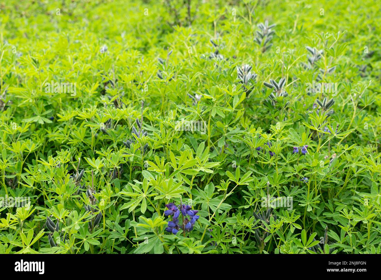 lupinus polyphyllus oder Blauschimmelpilz auf grünem Hintergrund, der auf der Wiese wächst Stockfoto