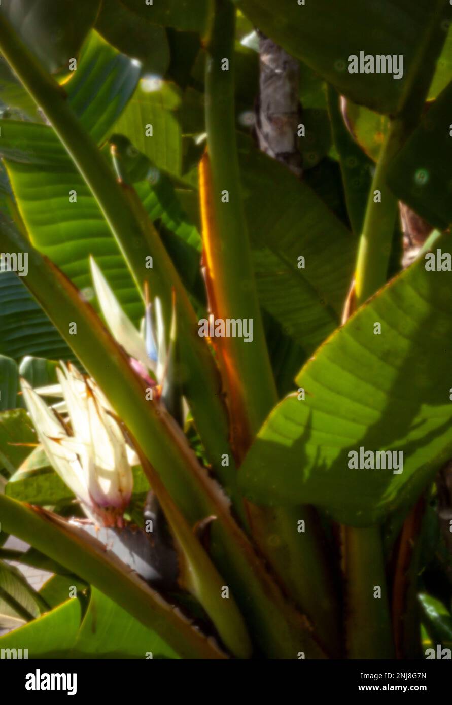 Faszinierendes Strelitzia Nicolai, riesiger weißer Vogel des Paradieses, wilde Banane, in der Wintersonne von Puerto de la Cruz, Teneˈɾife; Tenerif Stockfoto