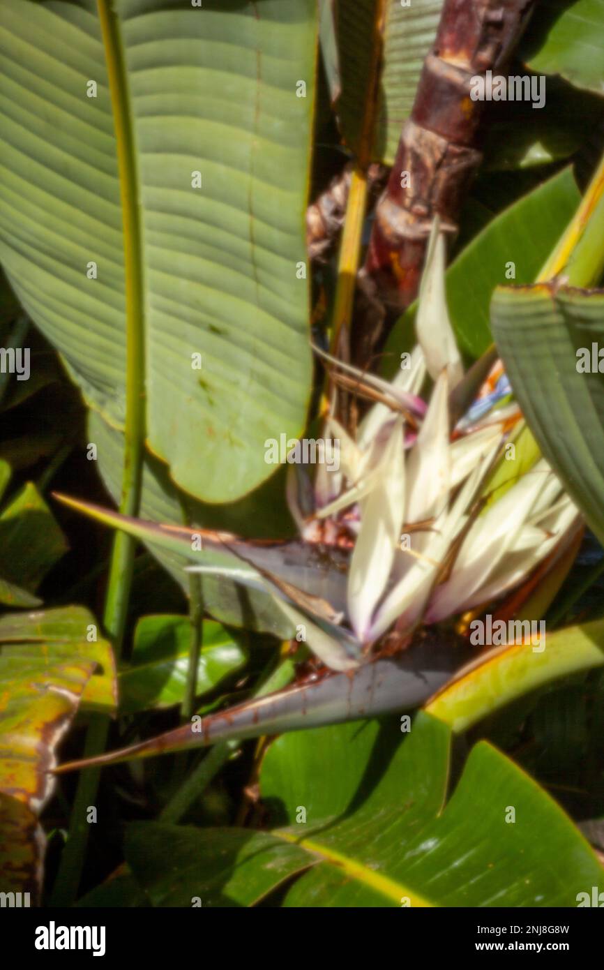 Faszinierendes Strelitzia Nicolai, riesiger weißer Vogel des Paradieses, wilde Banane, in der Wintersonne von Puerto de la Cruz, Teneˈɾife; Tenerif Stockfoto