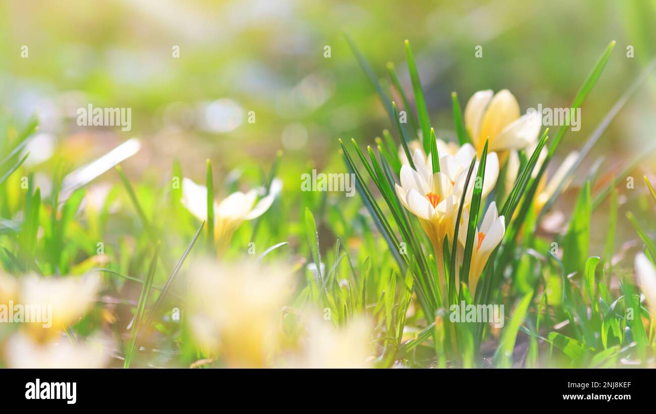 Nahaufnahme von blühenden Frühlingsblumen, weißen Krokussen, auf natürlichem Hintergrund an einem sonnigen Tag. Weichzeichnerfokus. Hintergrund mit Platz für Text. Stockfoto