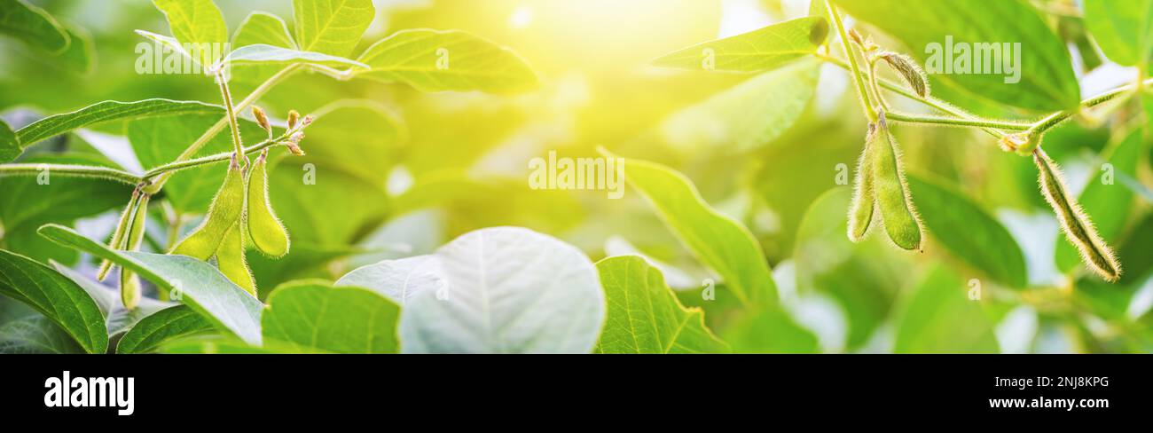 Stämme junger grüner Sojabohnenpflanzen in der aktiven Wachstumsphase mit unreifen Hülsen vor dem Hintergrund eines Sojabohnenfeldes in den Sommerstrahlen Stockfoto