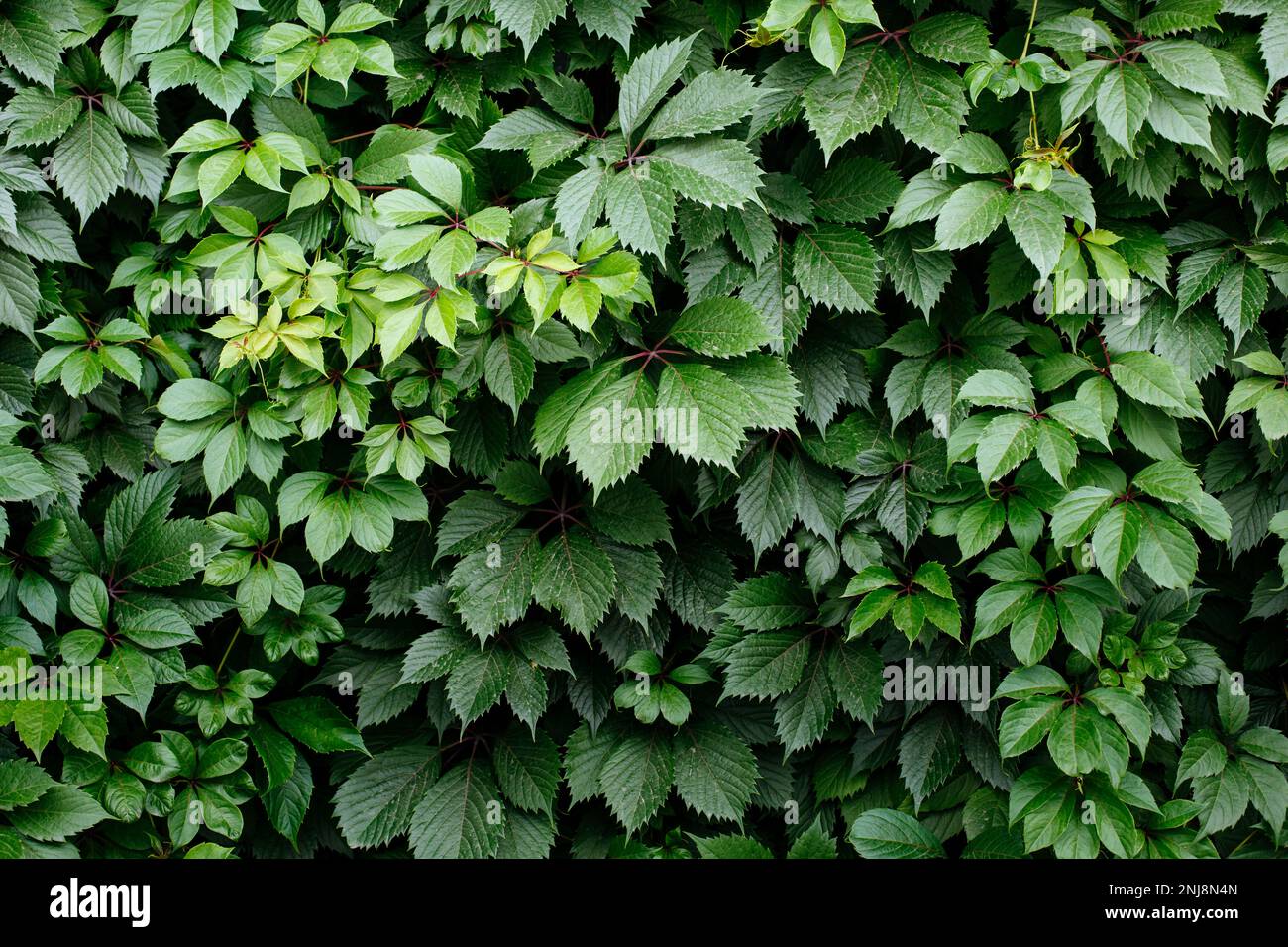 Grünes Muster aus Traube mit fünf Blättern. Farbenfroher Hintergrund. Wunderschöne Sommerfarben. Ideal für Präsentationen Stockfoto