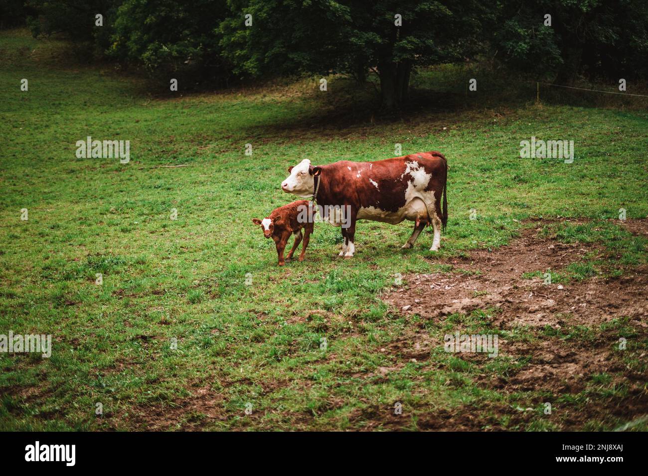 Kühe, die das Gras in den Alpen genießen Stockfoto