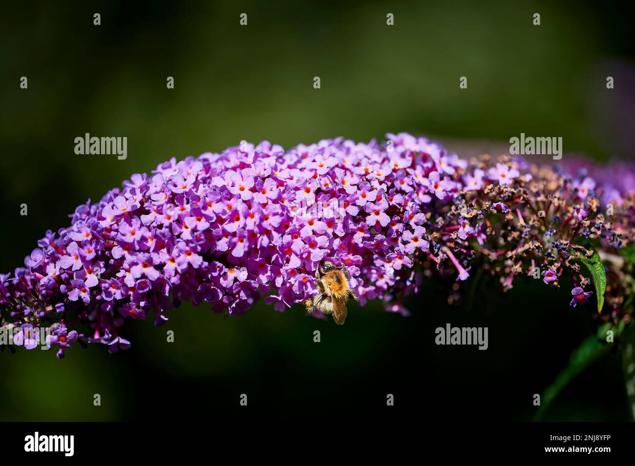 Nahaufnahme eines lila Buddleia (Buddleja) mit einer darauf sitzenden Biene. Stockfoto