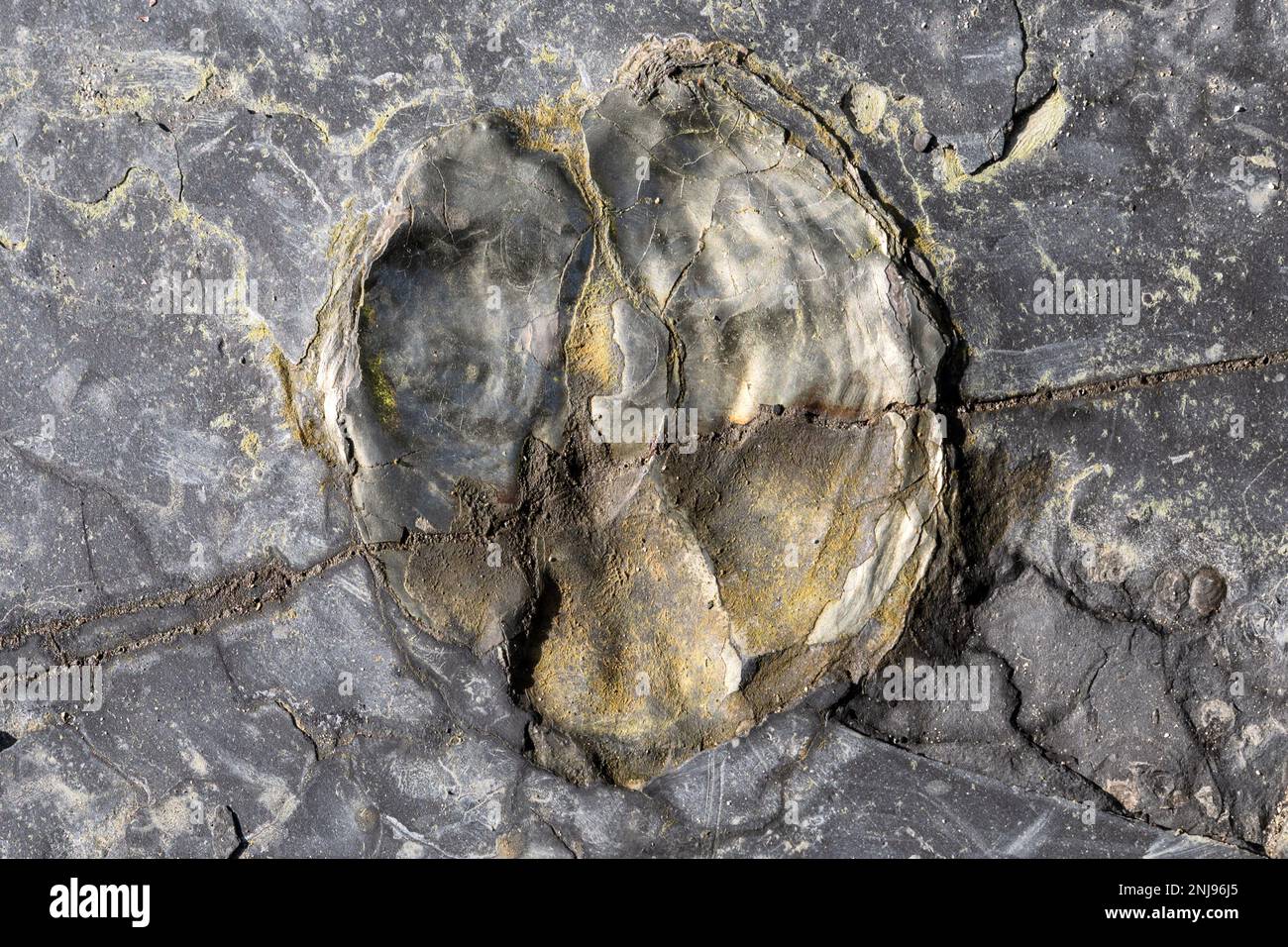 Fossilized Oyster Shell, Kimmeridge Bay, Isle of Purbeck, Jurassic Coast, Dorset, UK Stockfoto