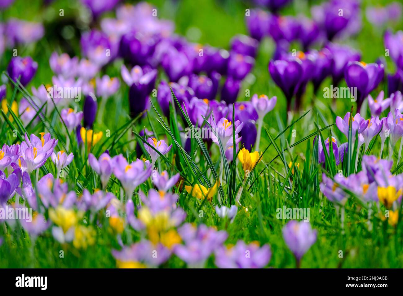 22.02.2023, Düsseldorf, Ruhrgebiet, Nordrhein-Westfalen, Deutschland - gelb, violette und lilafarbene Krokusse auf einer Wiese im Düsseldorfer Stadtt Stockfoto