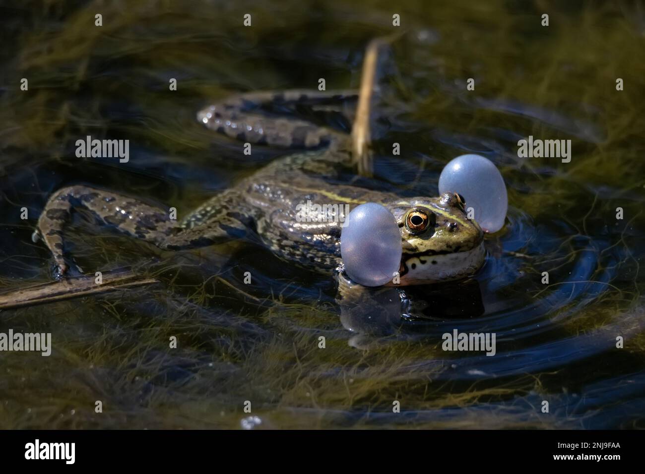 Sumpffrosch oder Pelophylax ridibundus singen im Wasser. Paarungsritual mit Stimmböcken Stockfoto