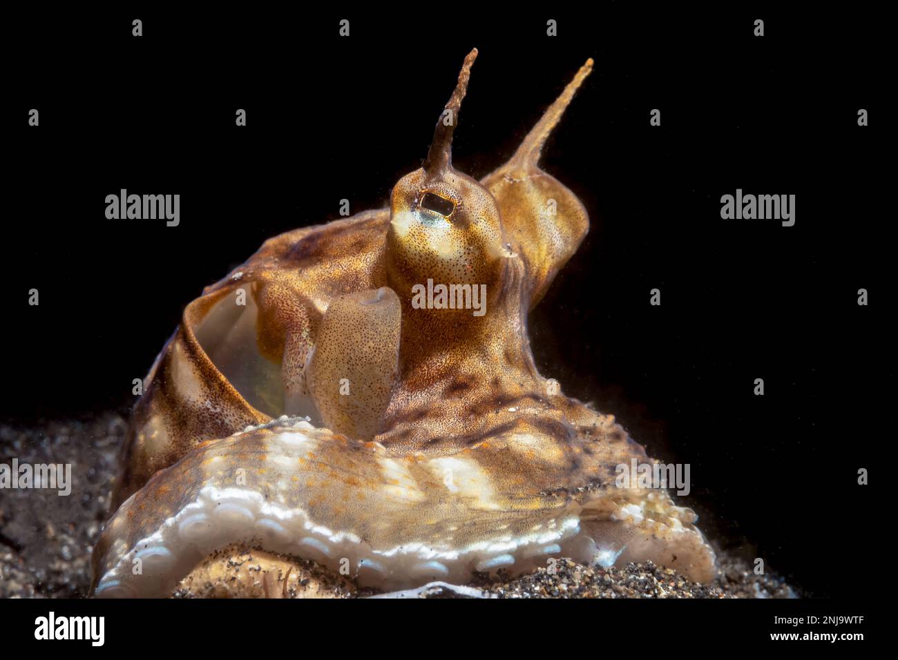 Mimic Octopus, Thaumoctopus mimicus, Lempriv Strait, North Sulawesi, Sulawesi, Indonesien, Indopazifischer Ozean Stockfoto