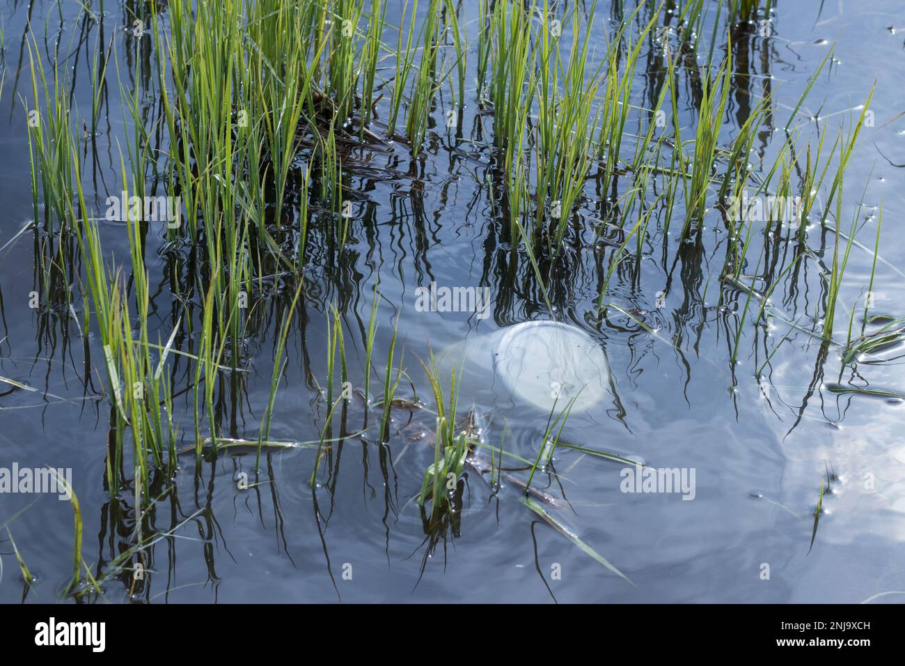 Plastikmüll schwimmt im Teich, Verschmutzung des Teiches, Ökologie in Gefahr. Stockfoto