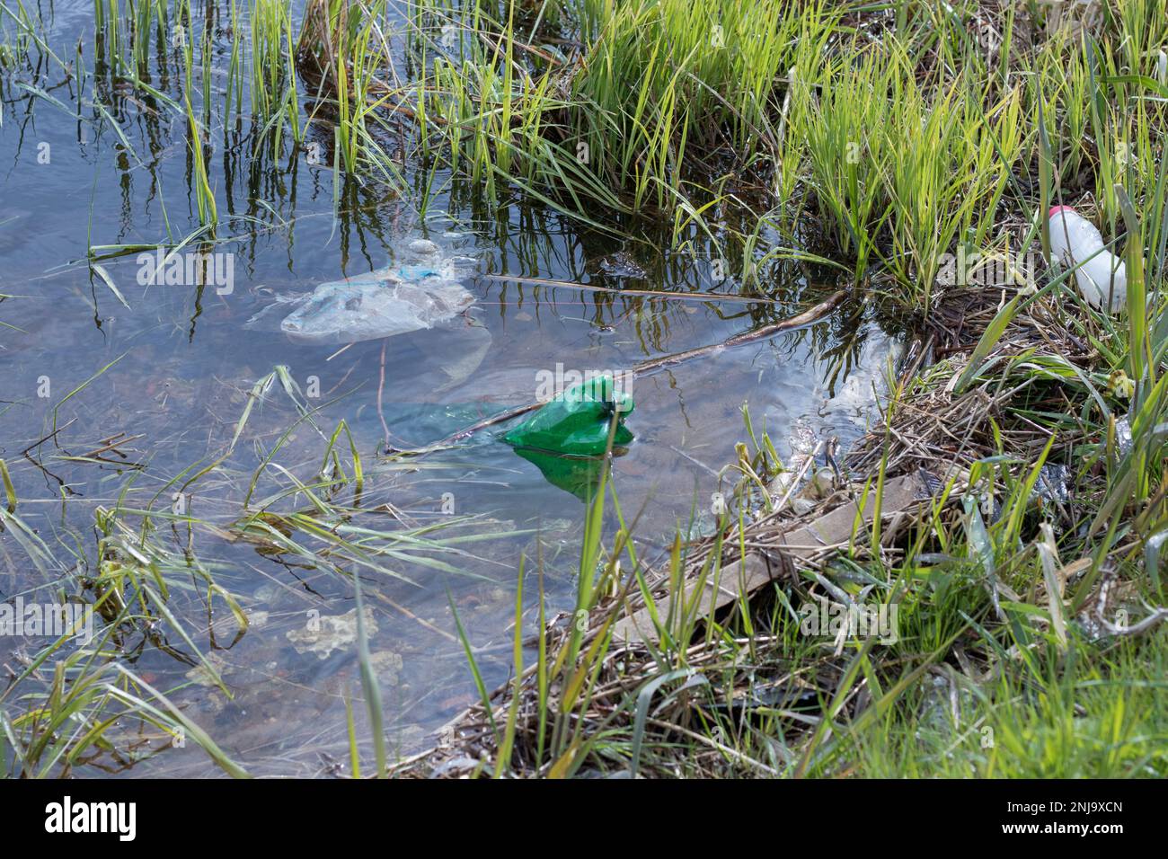 Plastikmüll schwimmt im Teich, Verschmutzung des Teiches, Ökologie in Gefahr. Stockfoto