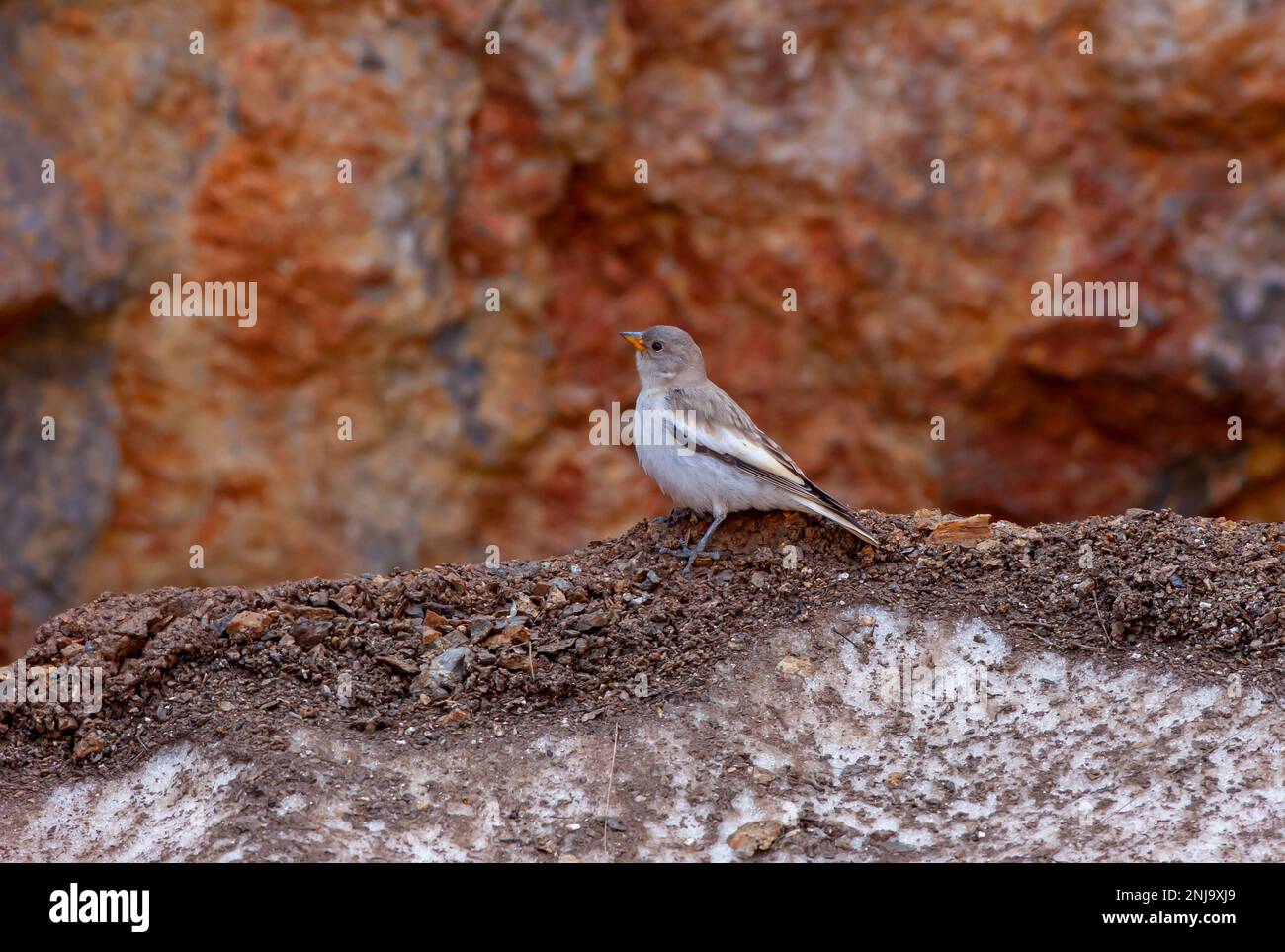 Vogelbeobachtung auf dem Boden, Schneefink, Montifringilla nivalis Stockfoto