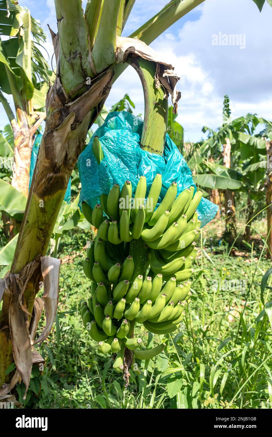 Bananen auf Bananenplantagen, Rivière-Salée, Martinique, kleine Antillen, Karibik Stockfoto