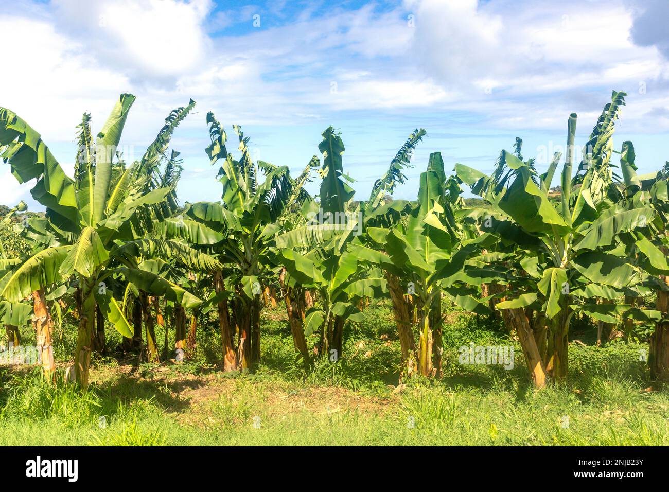 Bananenplantage, Rivière-Salée, Martinique, kleine Antillen, Karibik Stockfoto