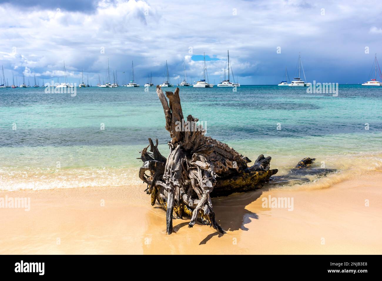 Große Treibholzwurzel am Wasserrand, Plage Municipale de Sainte-Anne, Sainte-Anne, Le Marin, Martinique, kleine Antillen, Karibik Stockfoto