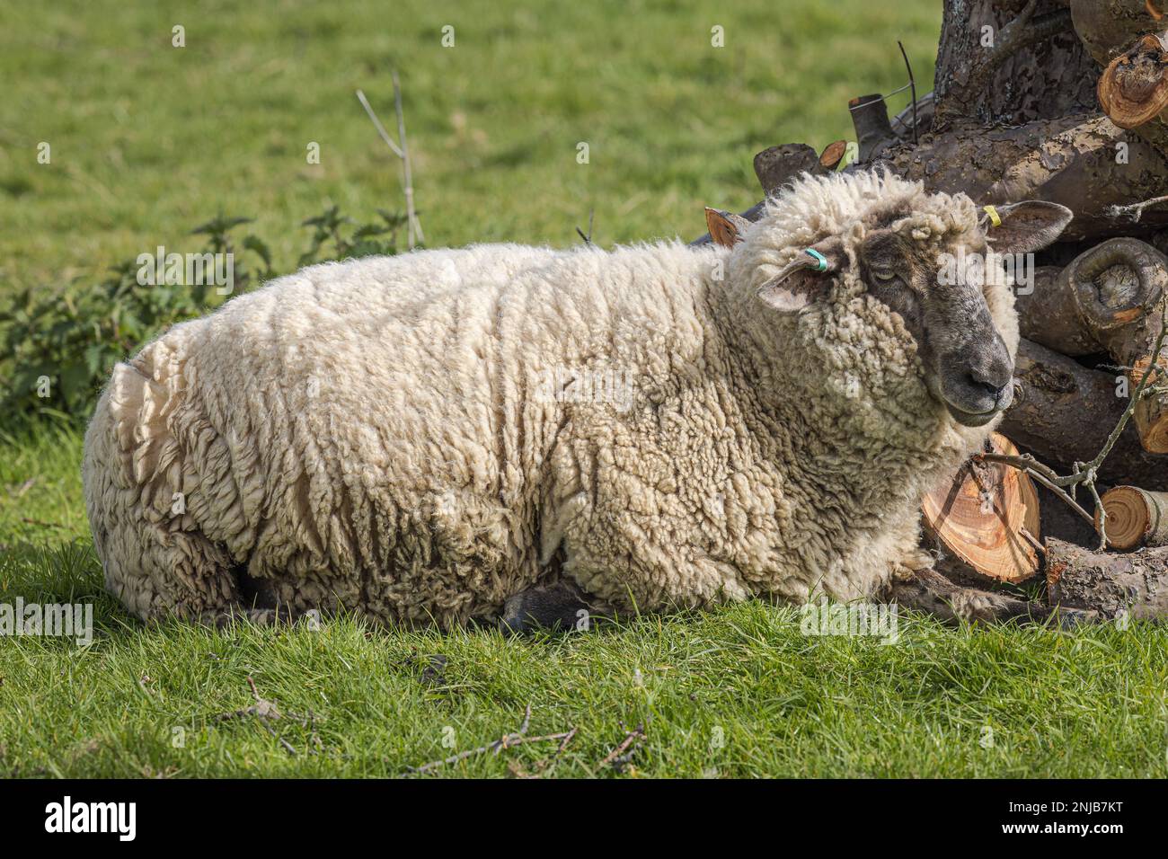 Suffolk-Romney-Cross-Schaf auf dem Bauernhof Stockfoto