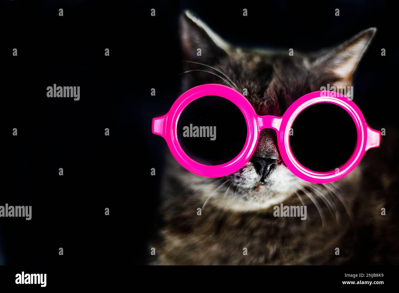 Maulkorb einer burmesischen Katze in rosa runden Gläsern auf dunklem Hintergrund. Horizontal Stockfoto