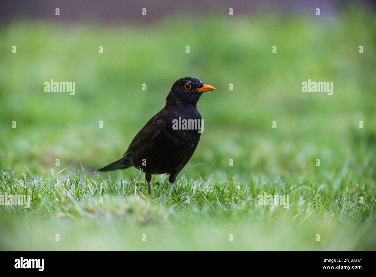 Amsel auf Suche nach Würmern im Gras - Blackbird auf der Suche nach Würmern im Gras Stockfoto