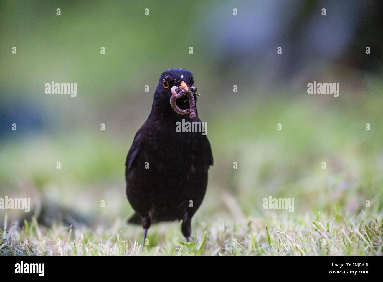 Amsel auf Suche nach Würmern im Gras - Blackbird auf der Suche nach Würmern im Gras Stockfoto