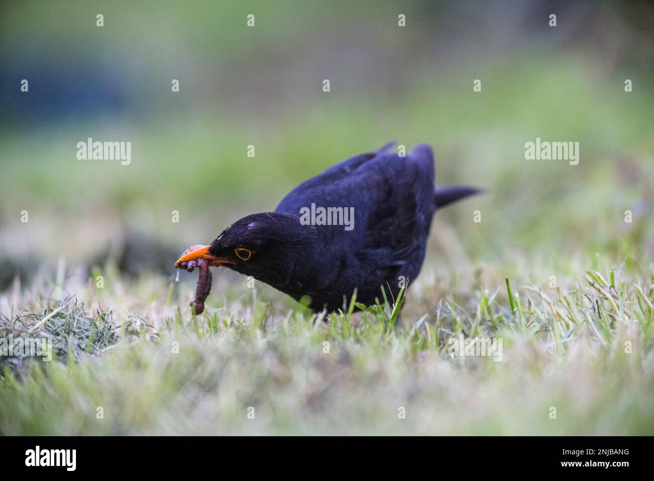 Amsel auf Suche nach Würmern im Gras - Blackbird auf der Suche nach Würmern im Gras Stockfoto