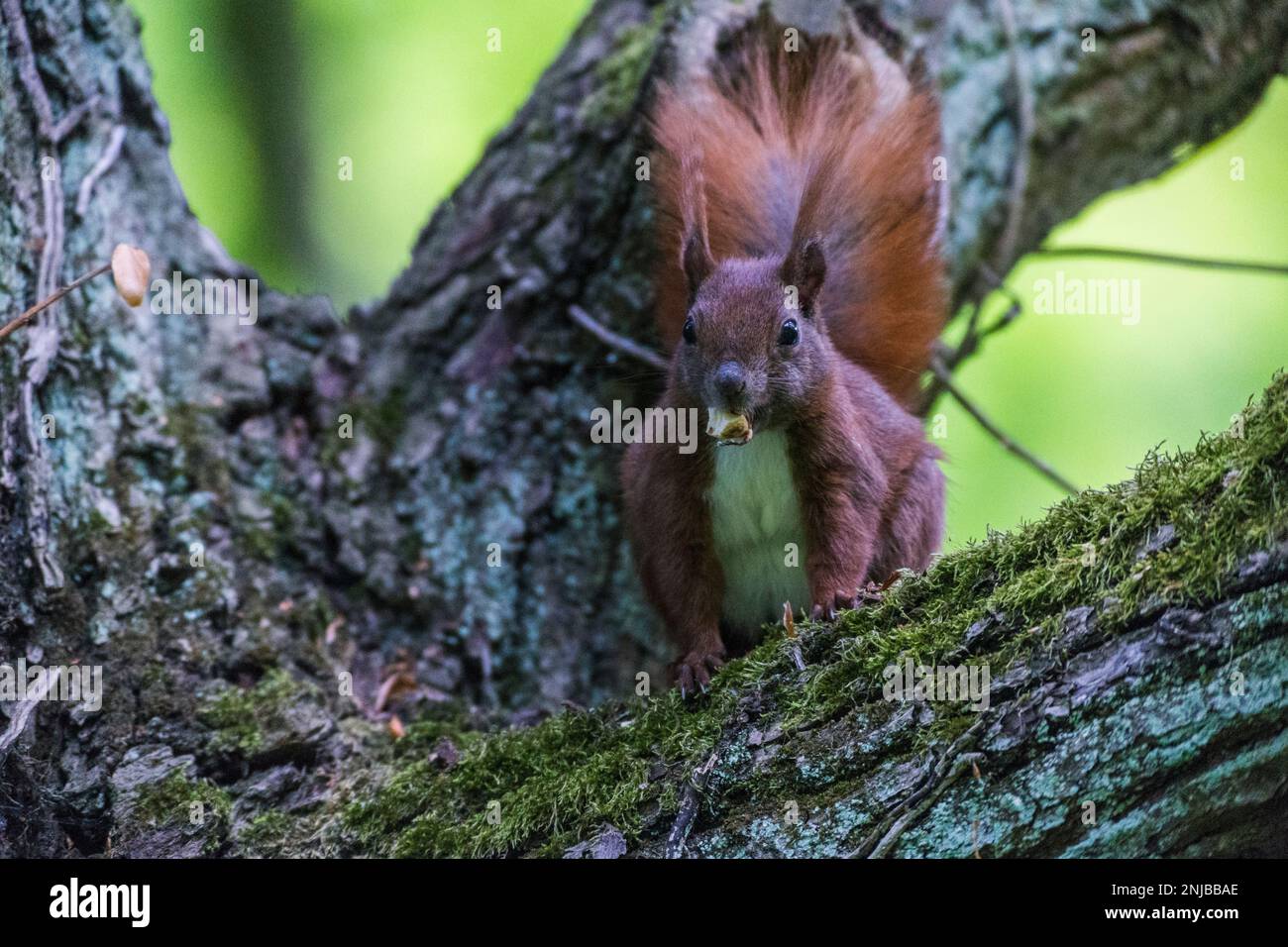 Eurasisches Eichhörnchen auf Ast sitzend und eine Eichel futternd - Eurasisches rotes Eichhörnchen, das auf einem Ast sitzt und eine Eichel isst, Hintergrund verschwommen Stockfoto